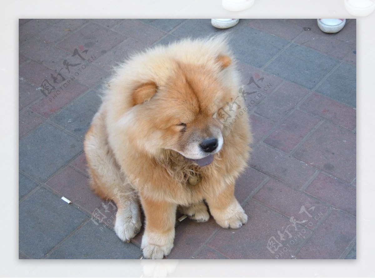 手绘线条。一只可爱的松狮犬的脸。插画图片素材_ID:416616046-Veer图库