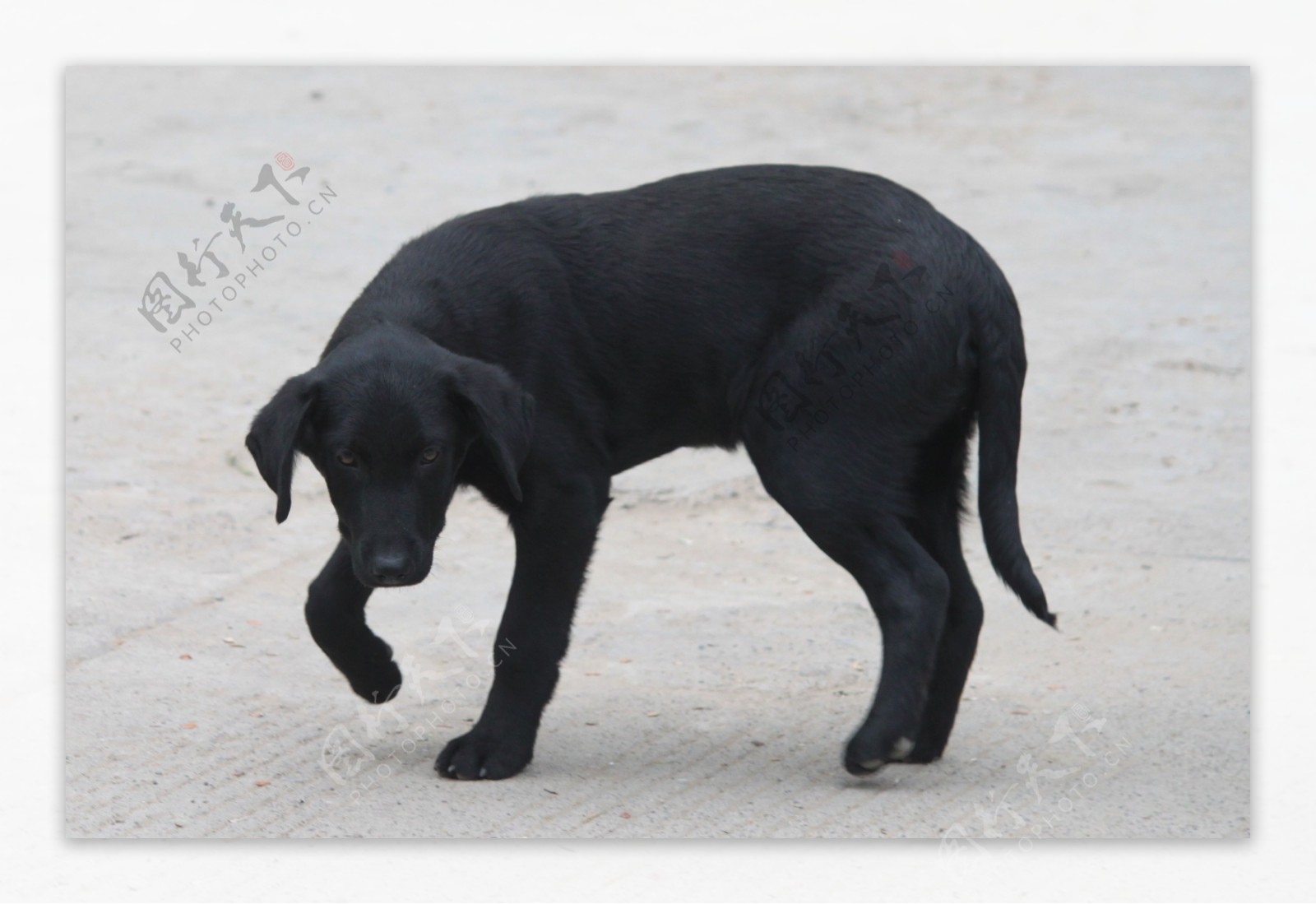 高清晰可爱的黑色狗壁纸-欧莱凯设计网
