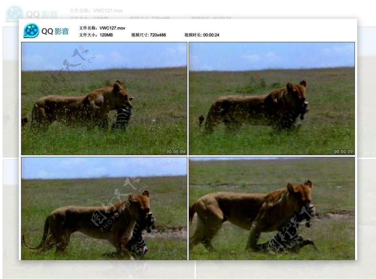 母狮捕猎视频实拍素材