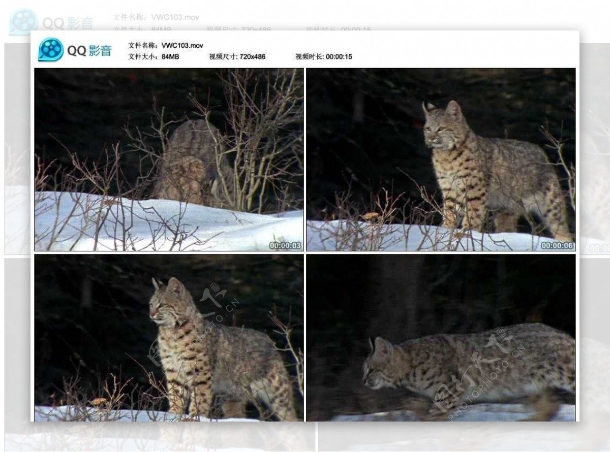 寒冬雪地中的小野猫