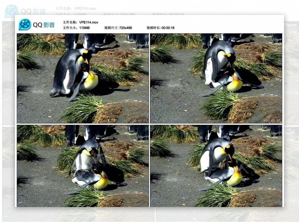 企鹅交配视频实拍素材