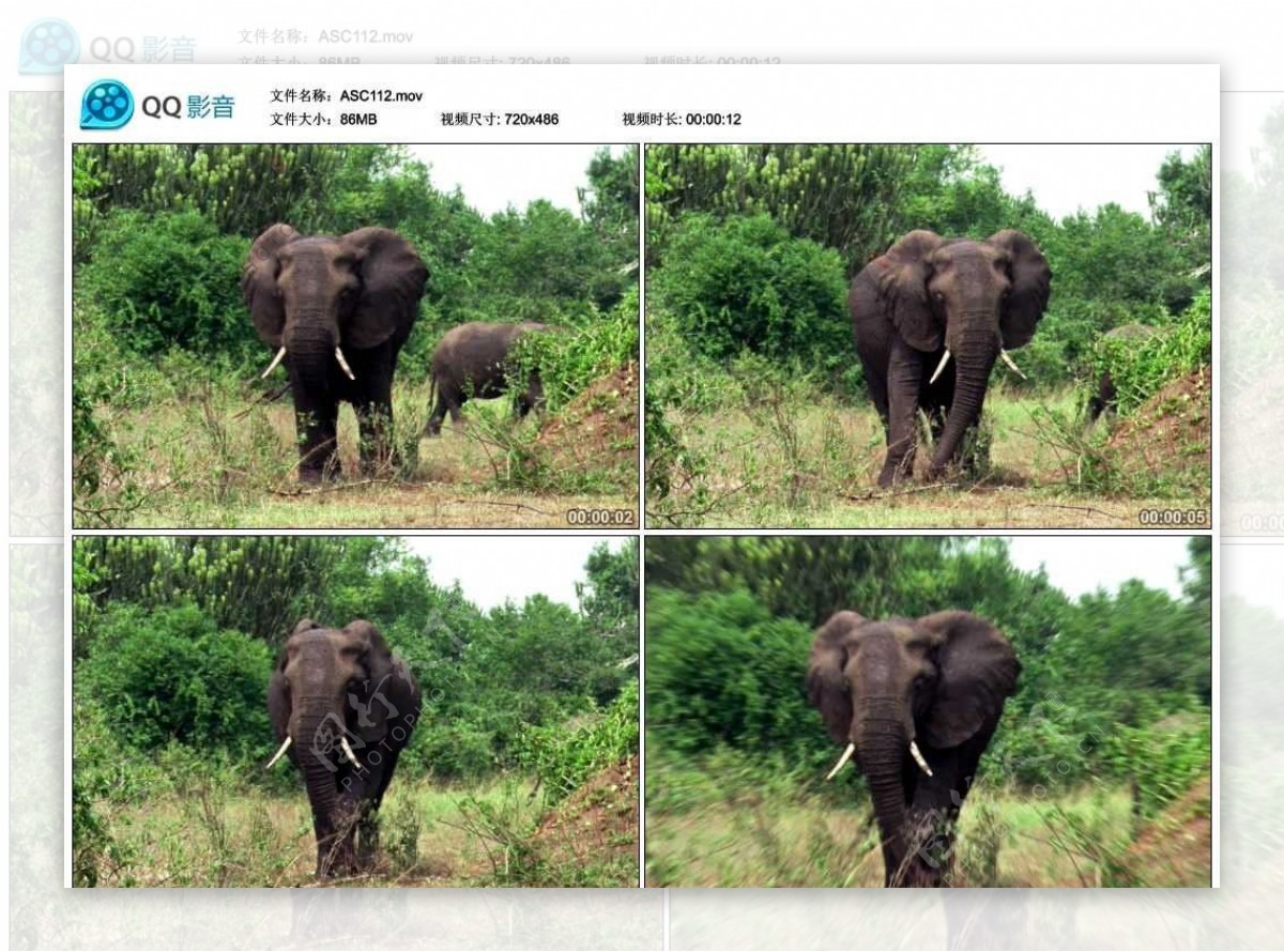 非洲野生大象视频实拍素材