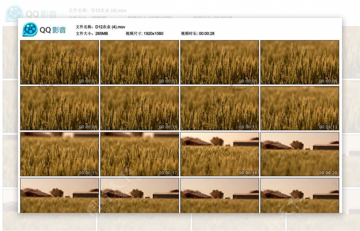麦穗水稻农田高清实拍视频素材