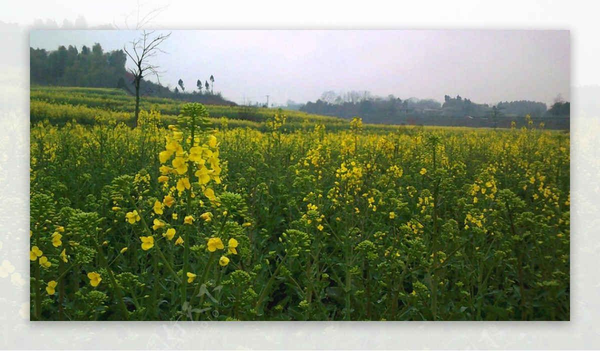 金黄油菜花的季节图片