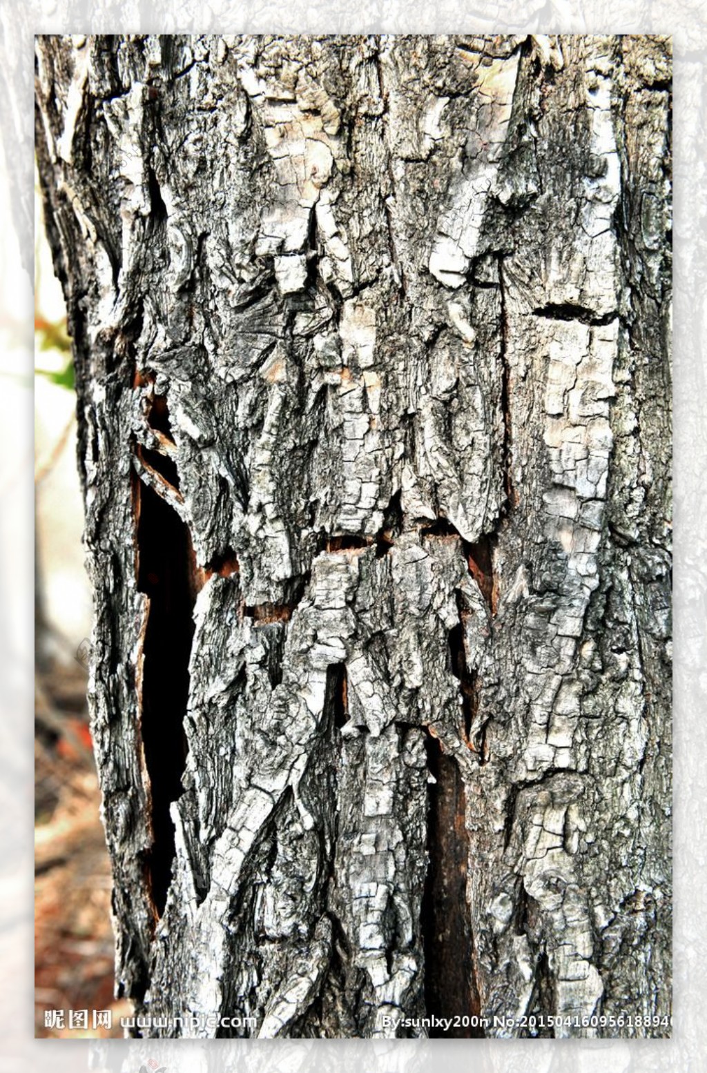 树皮材质图片