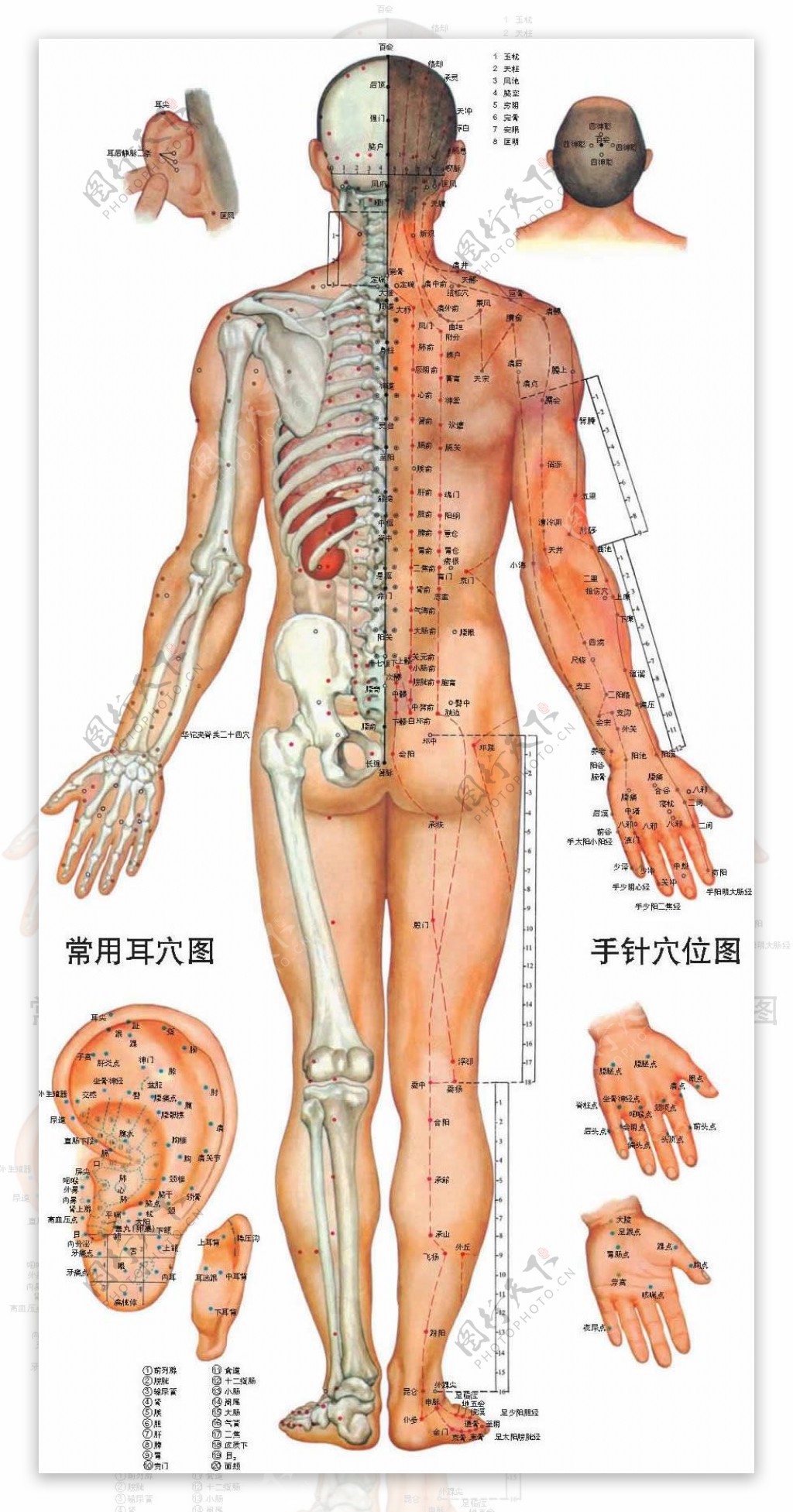 人体经络图3图片