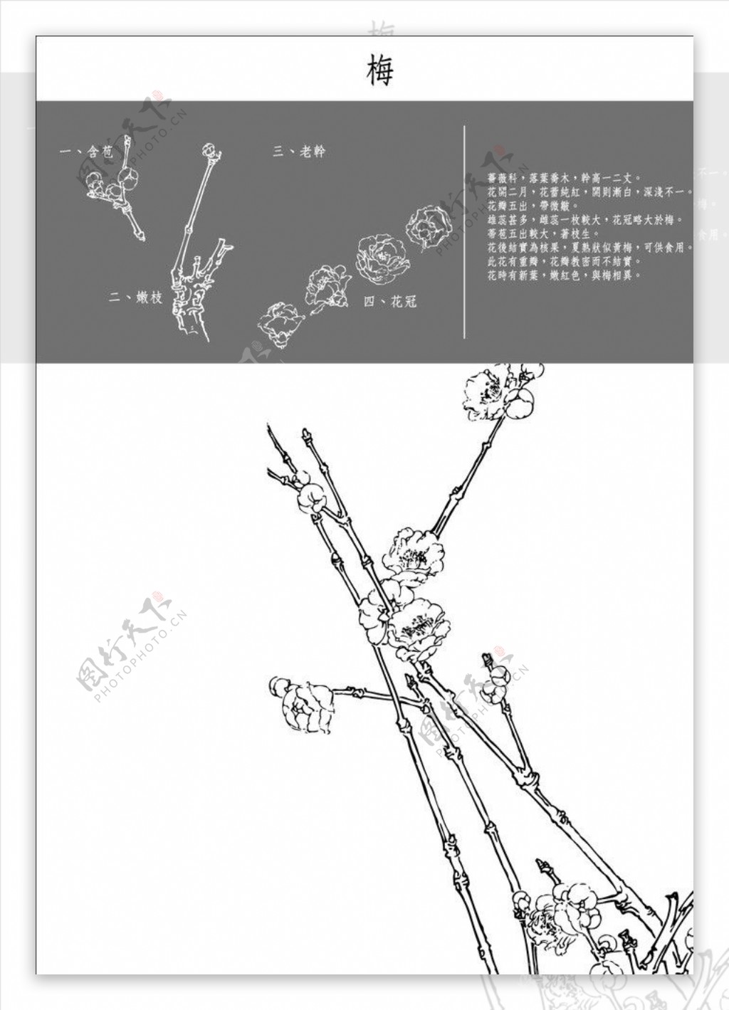 中国风花卉梅图片