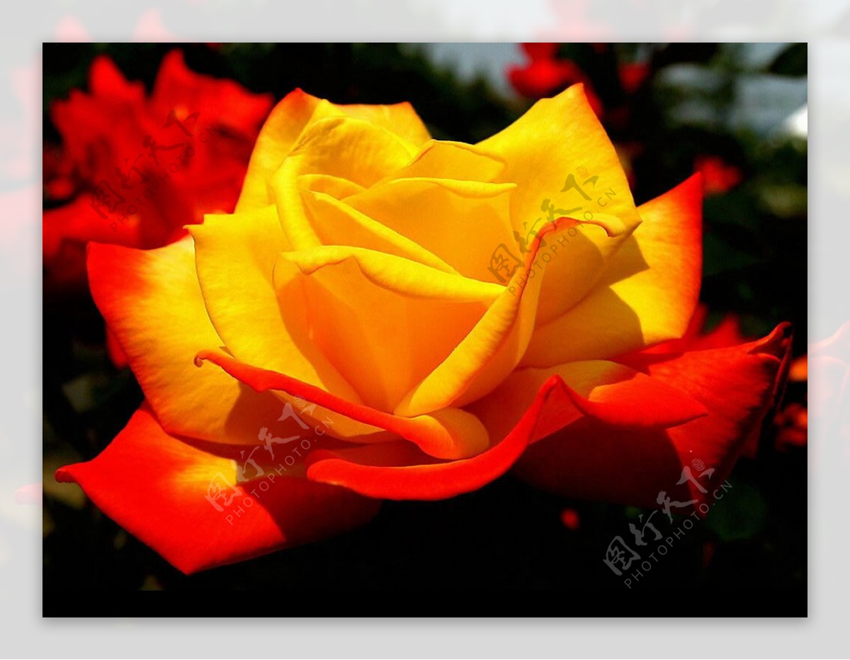 火红黄玫瑰图片