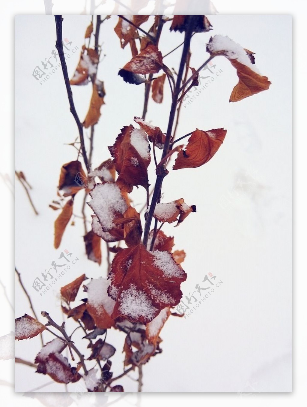 雪树叶上的雪图片