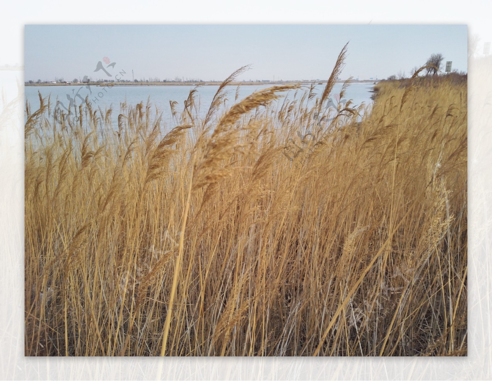 沙湖芦苇图片
