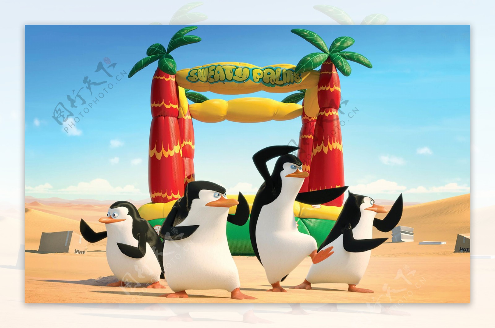马达加斯加企鹅图片