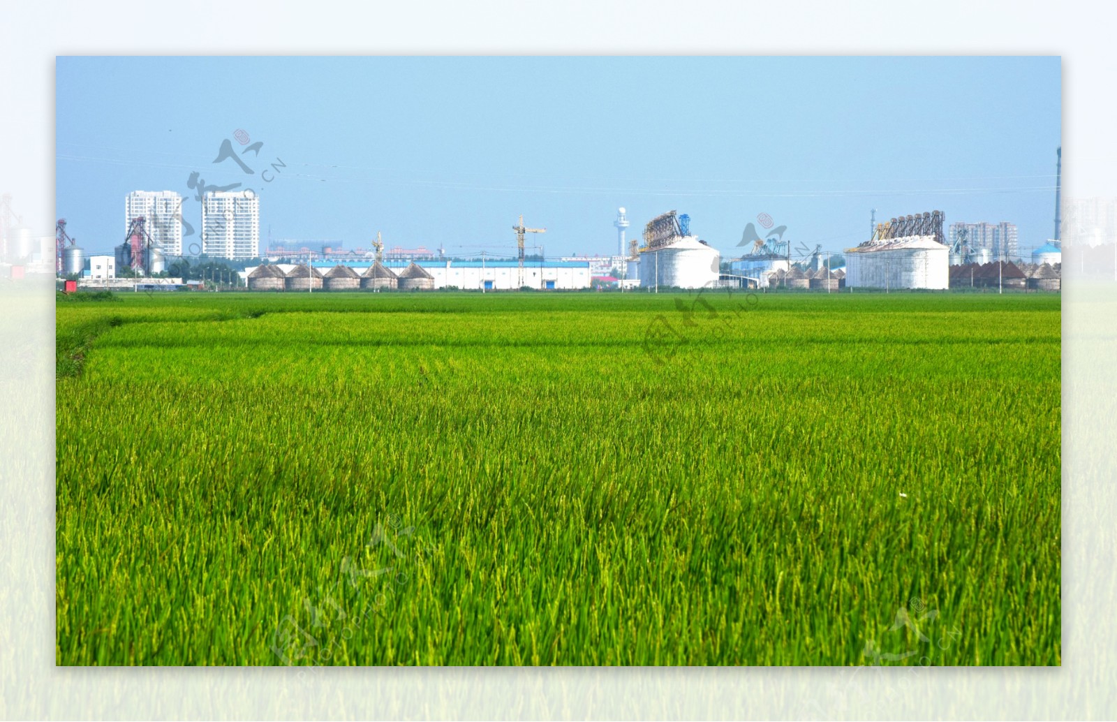 夏天水稻田图片
