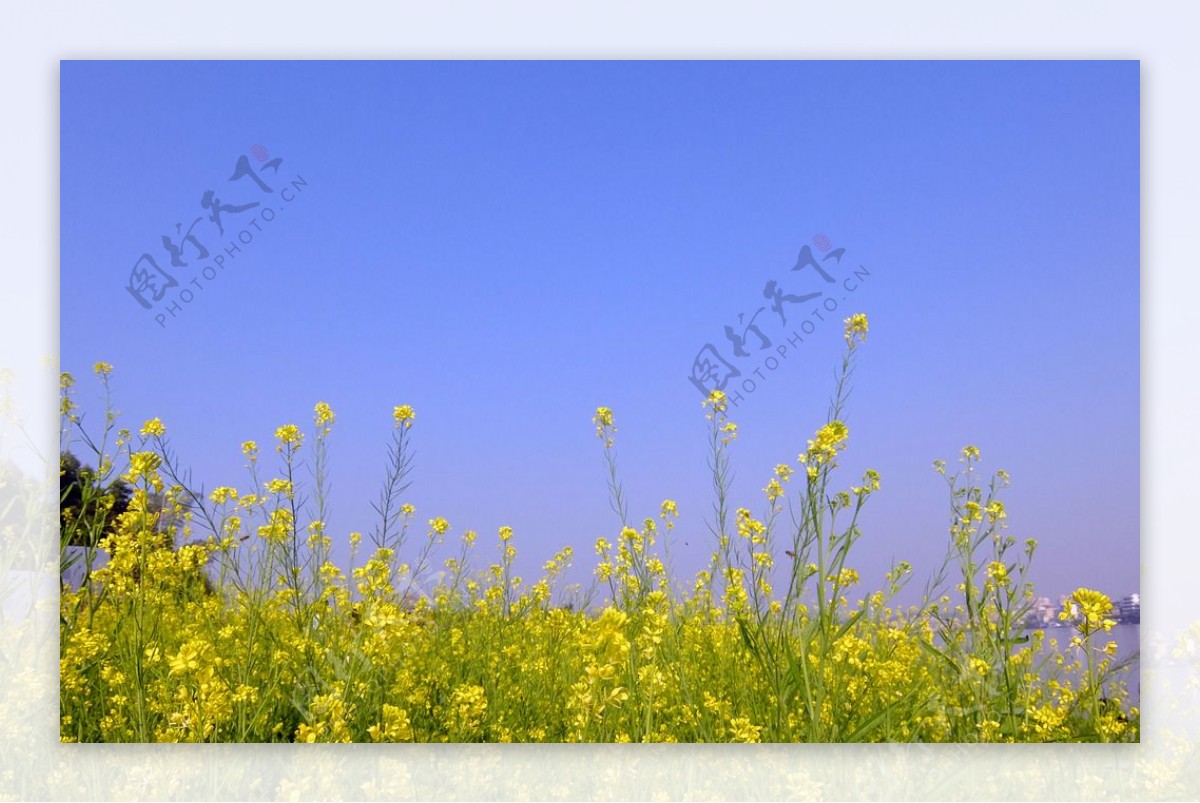 小清新油菜花图片