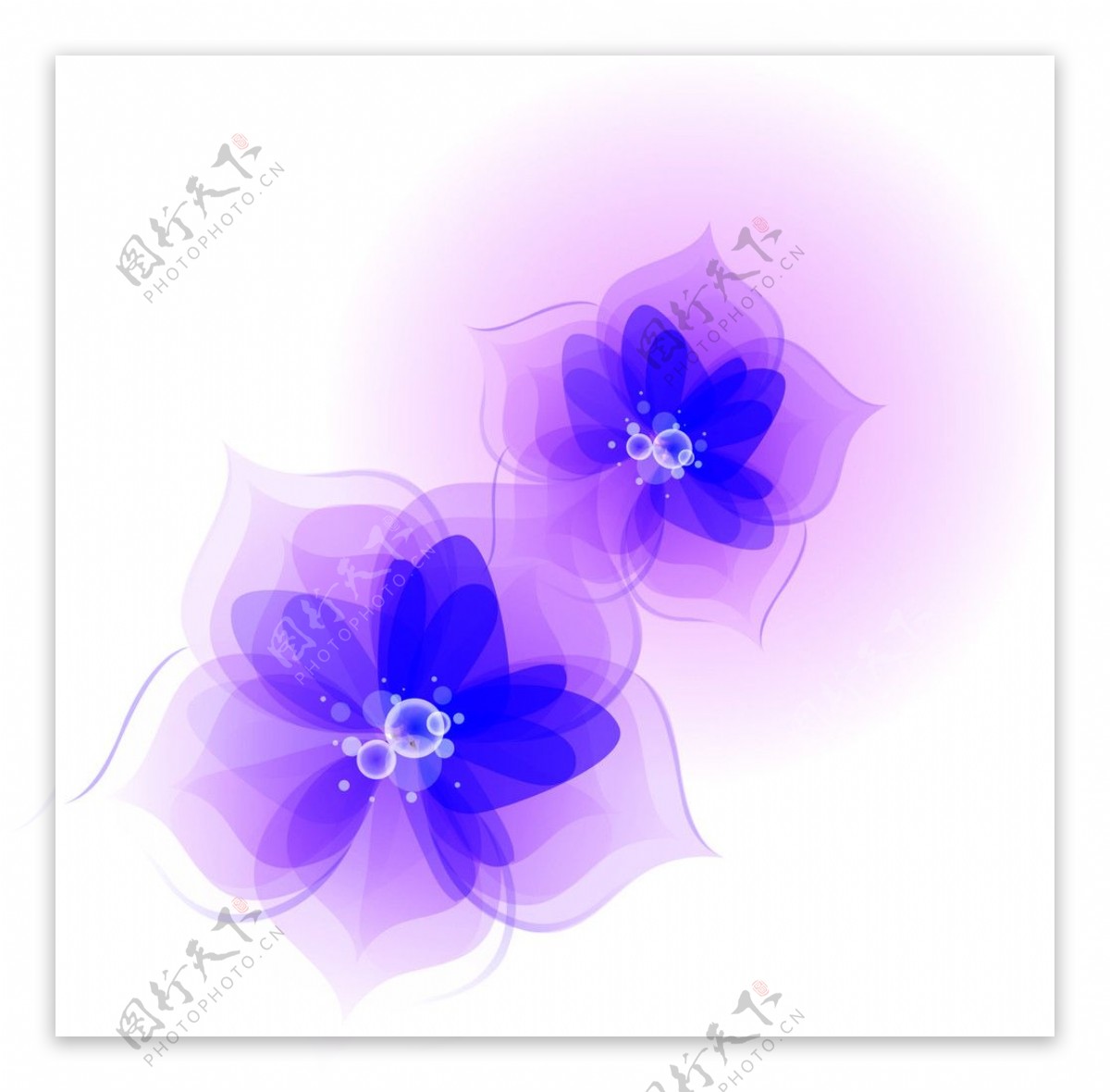 花紫色花图片