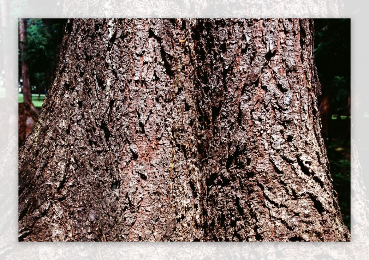 树皮纹理背景图片