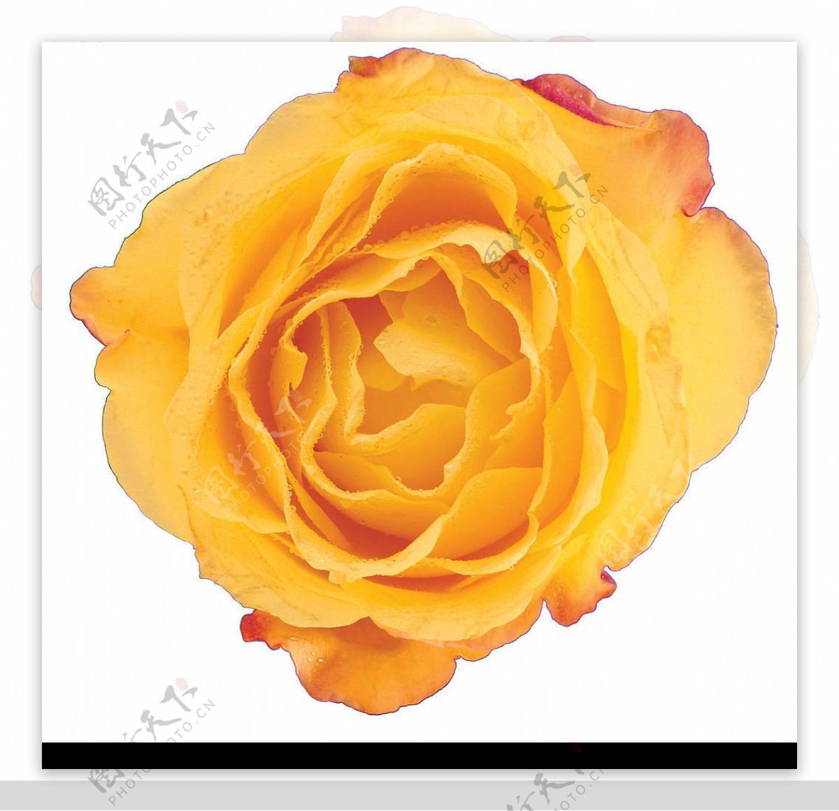 玫瑰花图片素材-编号03167526-图行天下