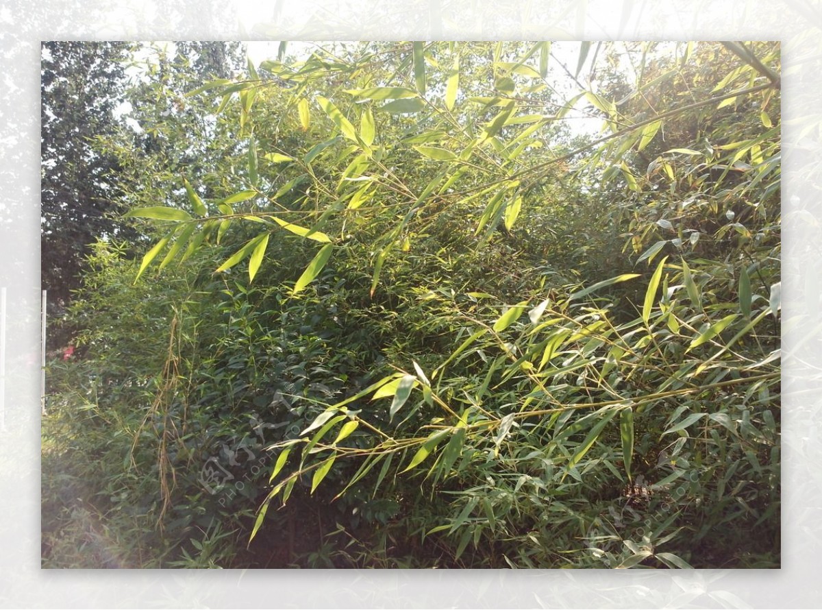 竹叶摄影图片