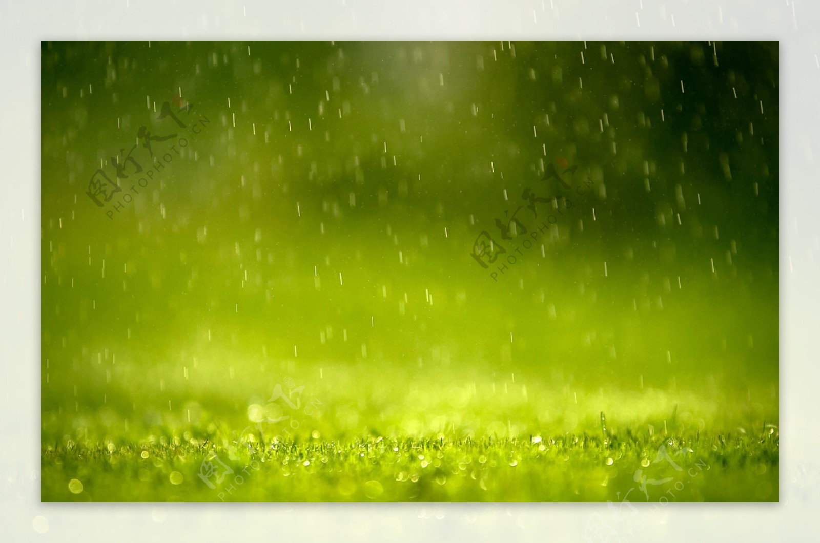 春雨图片