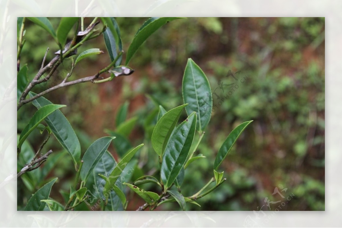 凤凰单枞茶茶树图片