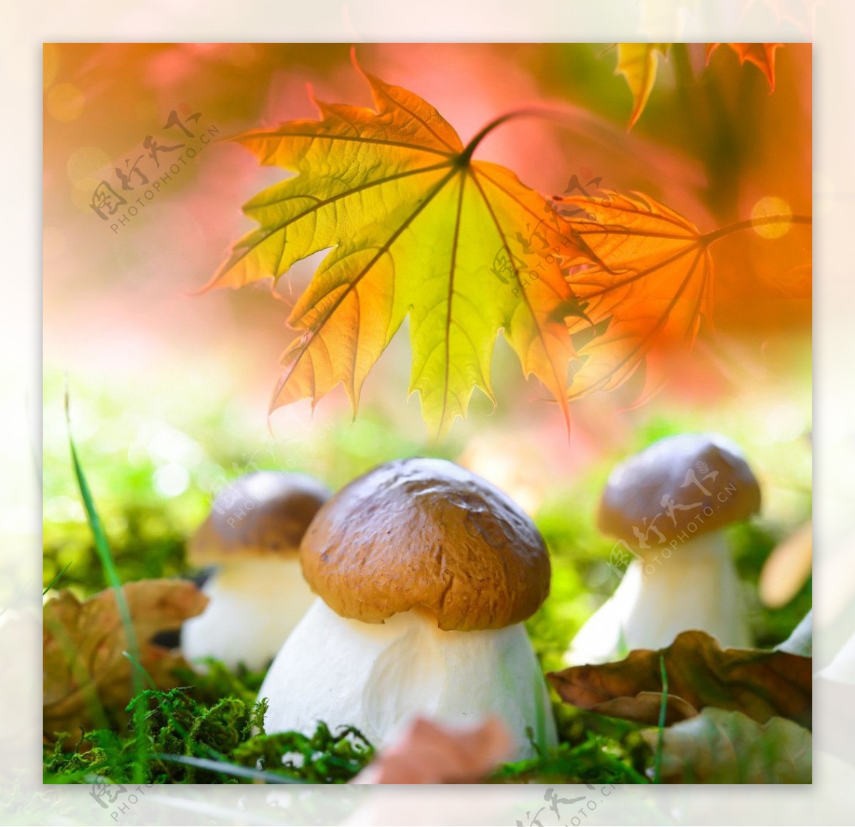 枫叶蘑菇图片
