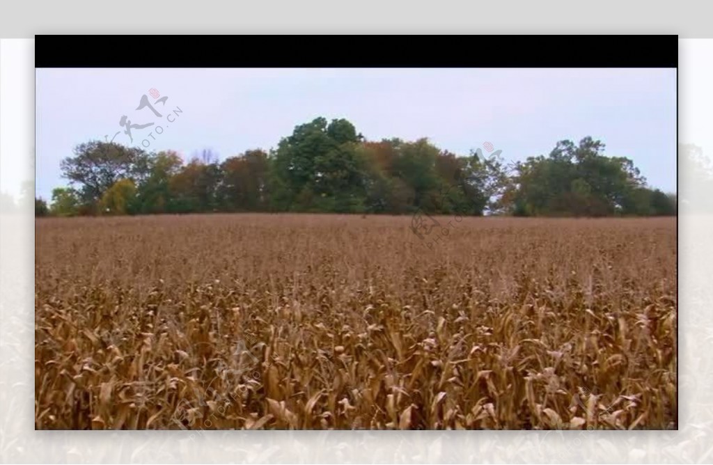 玉米地视频素材