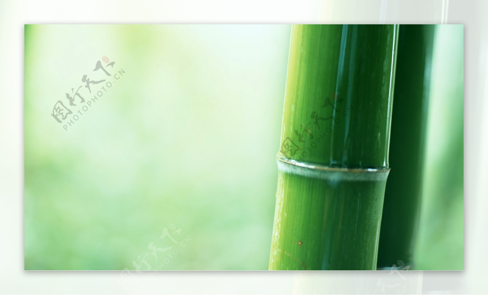 竹子壁纸图片