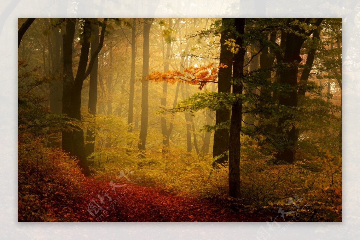 秋季森林图片素材下载