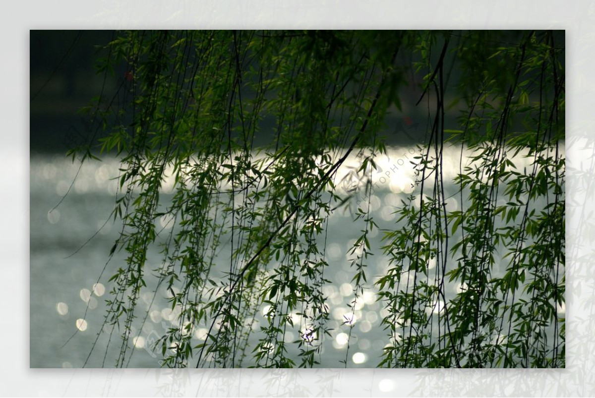西湖春雨图片