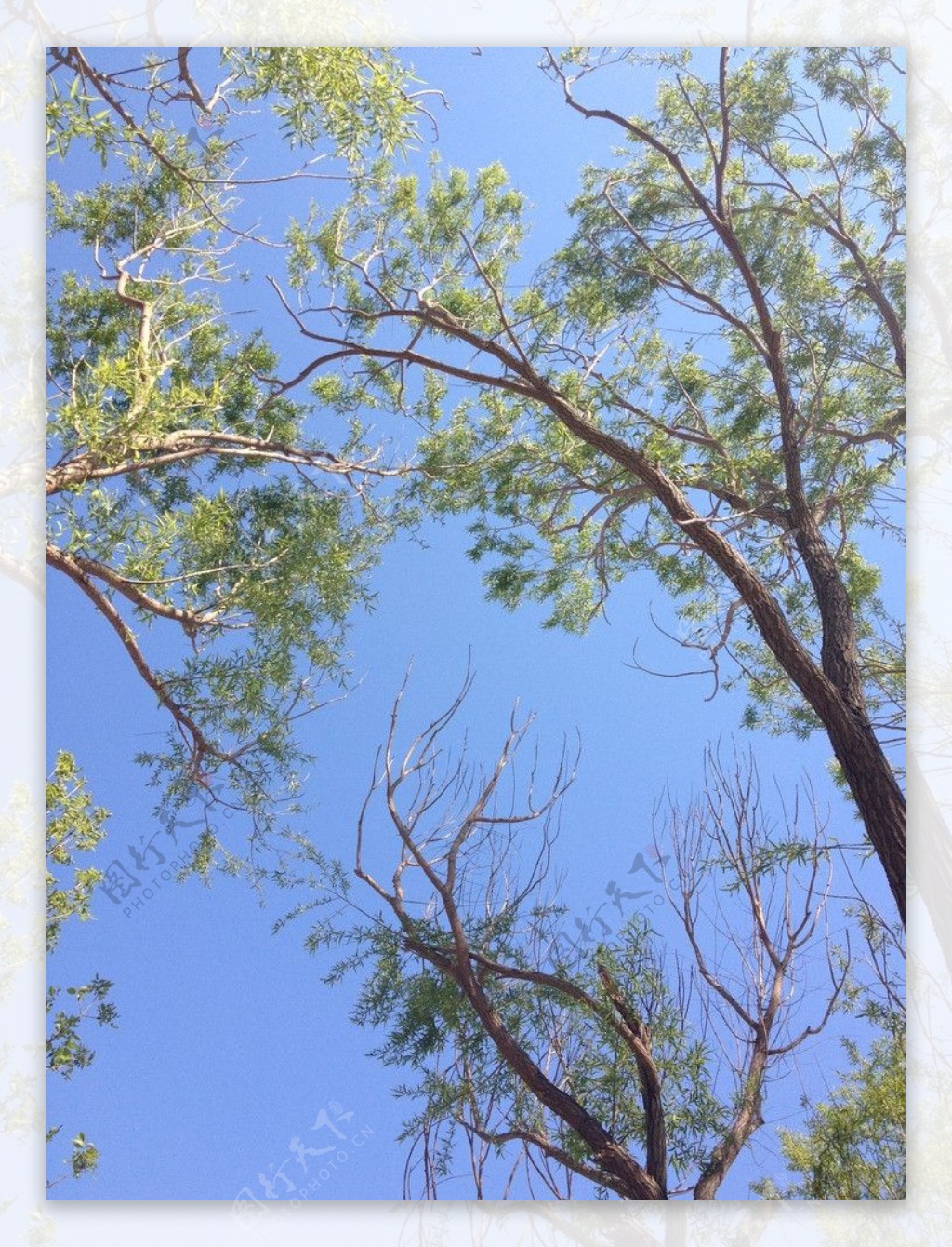 天空中的树枝图片