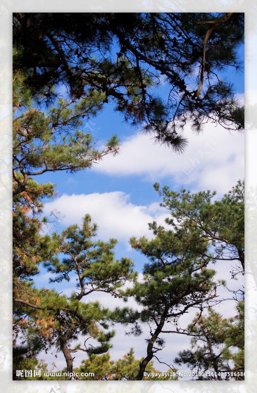 【松树的花与果实摄影图片】浮山太皇峪生态摄影_千游子_太平洋电脑网摄影部落