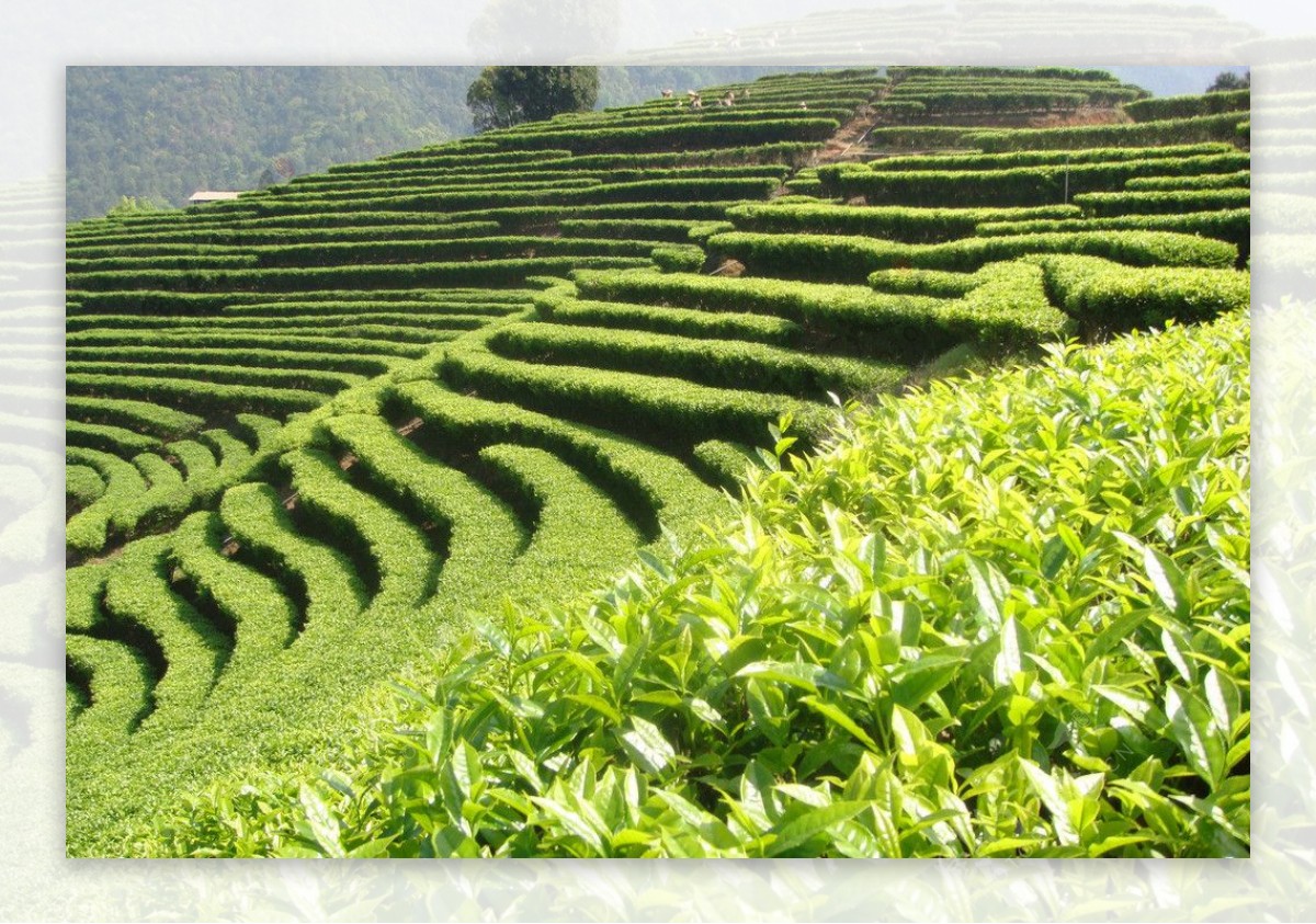 茶田风光图片