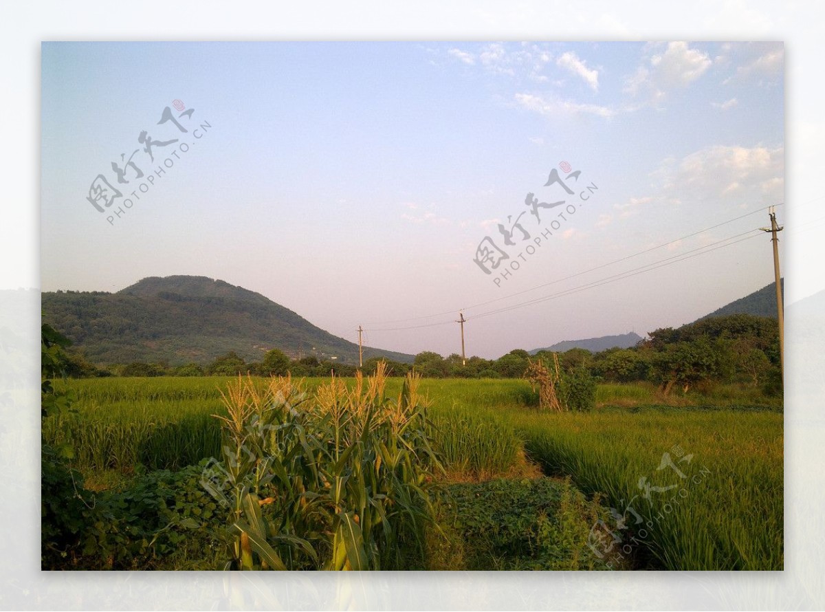 玉米稻田田园风光图片