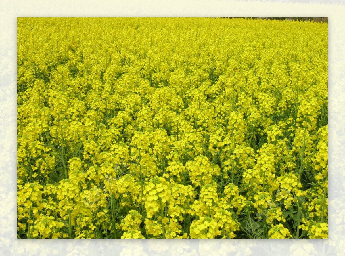 京西怪村200亩油菜花盛开 花期可持续至五月中旬-市区-墙根网