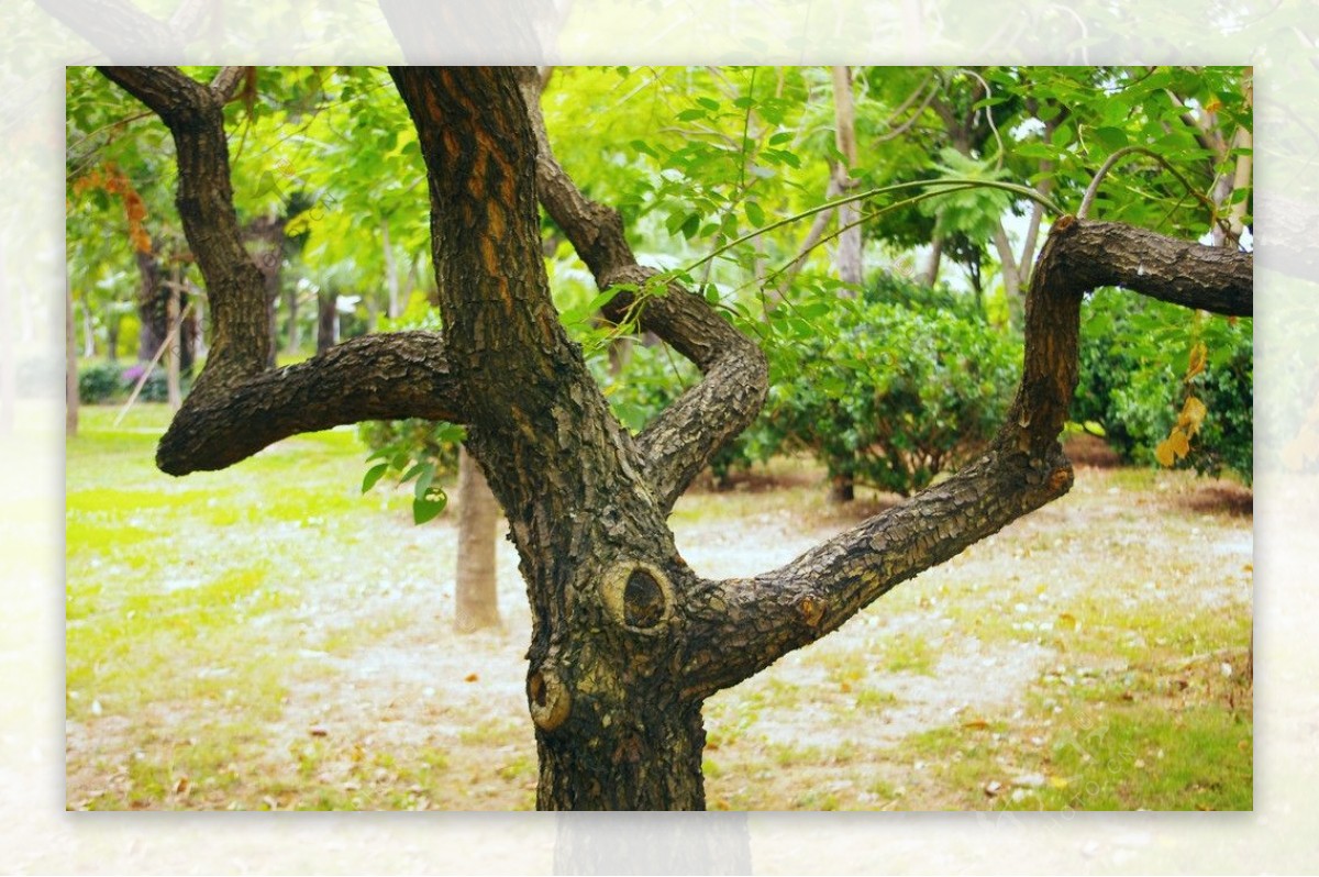 园林树木树冠造型图片
