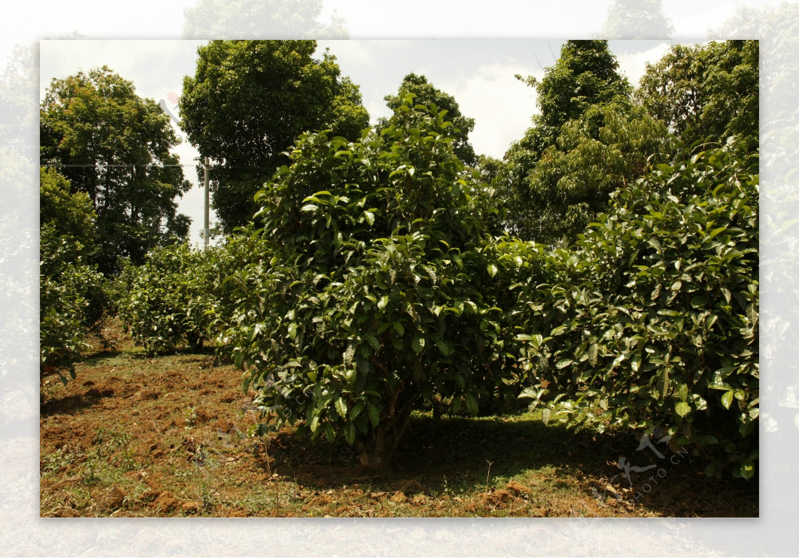 普洱茶树叶图片