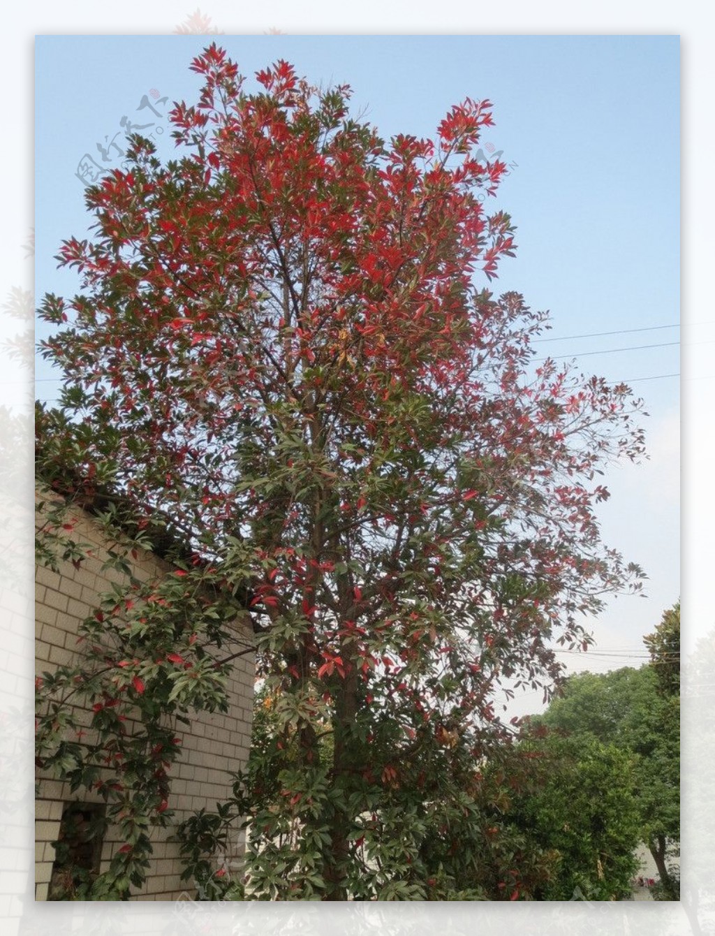 冬日红火树图片