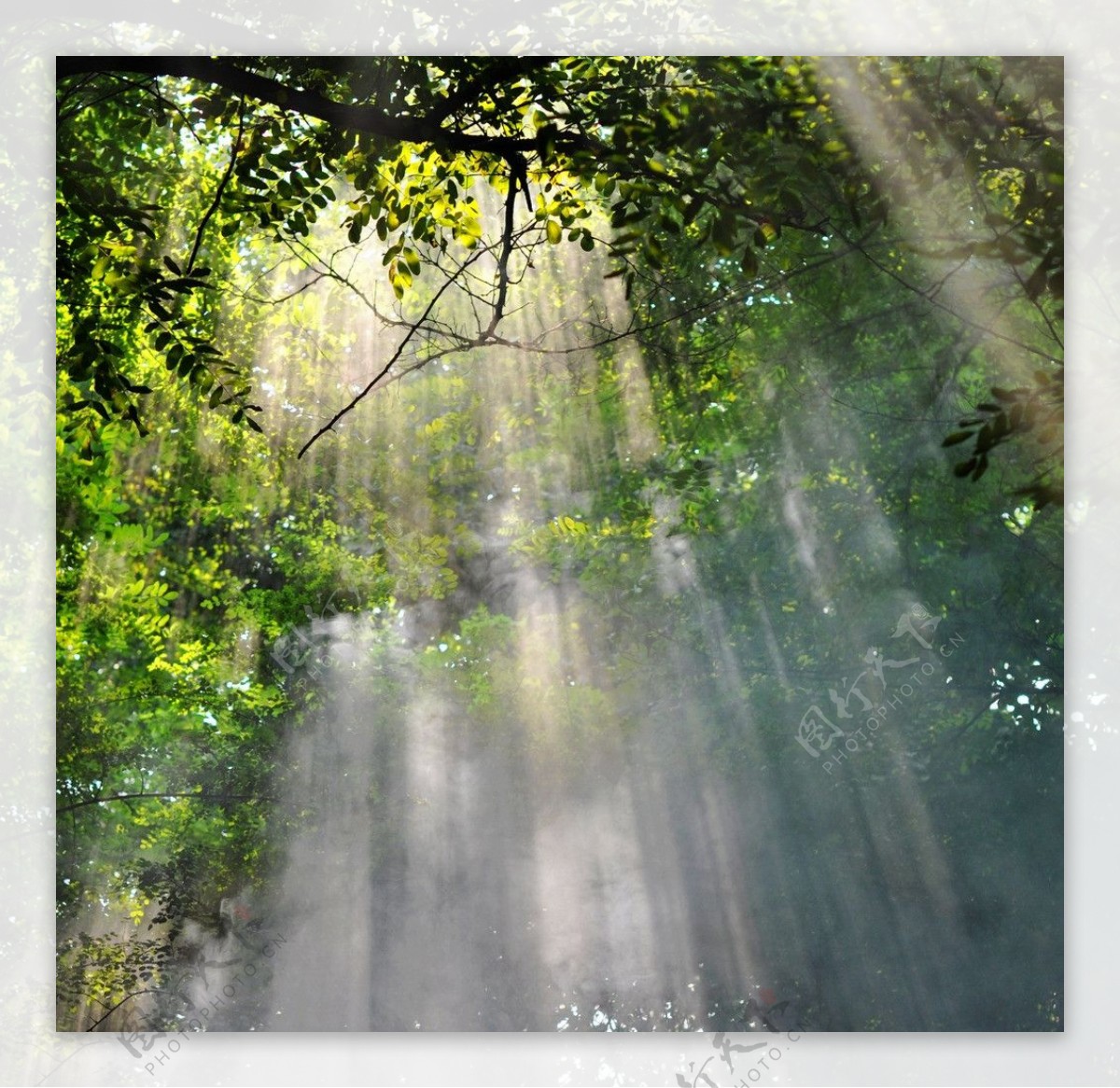 树林光束图片