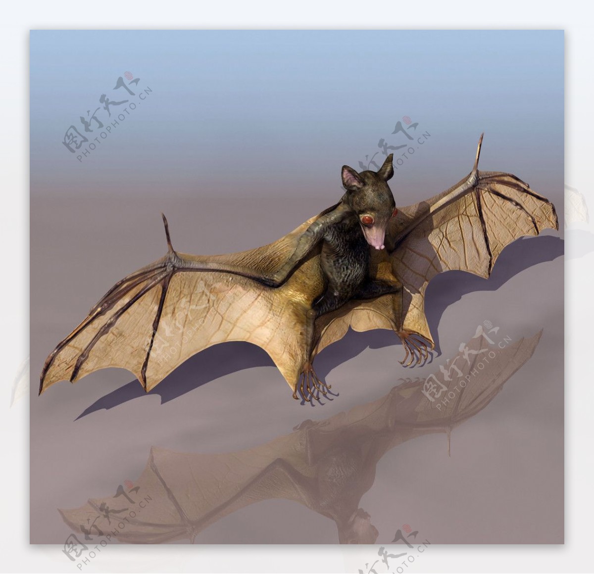 3D模型图库蝙蝠图片