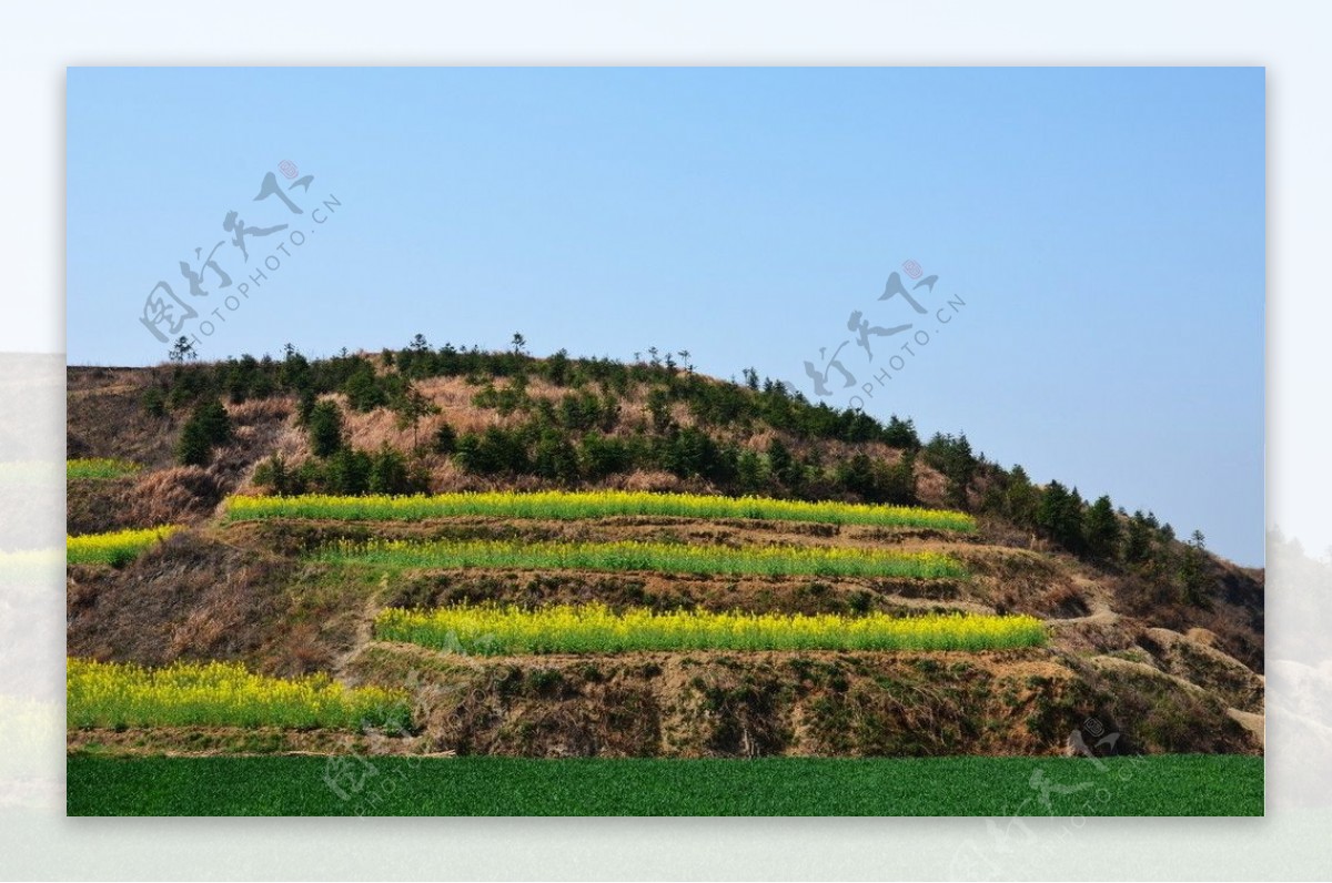 山野的菜花图片