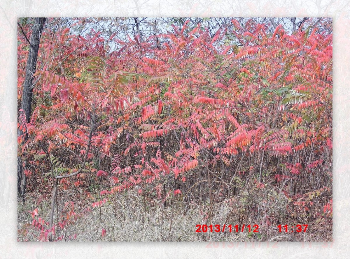 红叶树图片