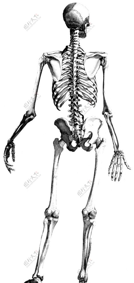 人体解剖学骨头图片