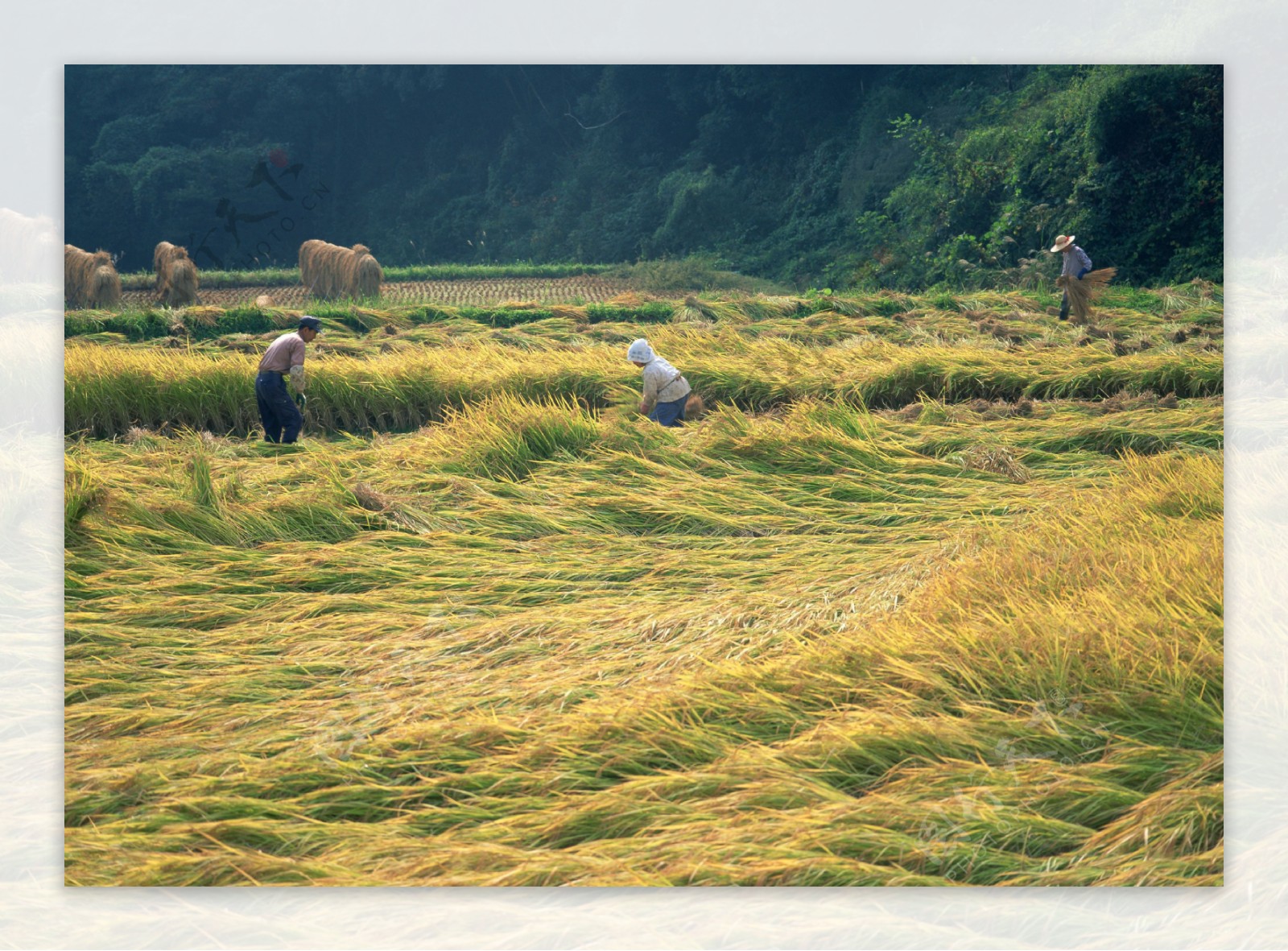 水稻收割图图片