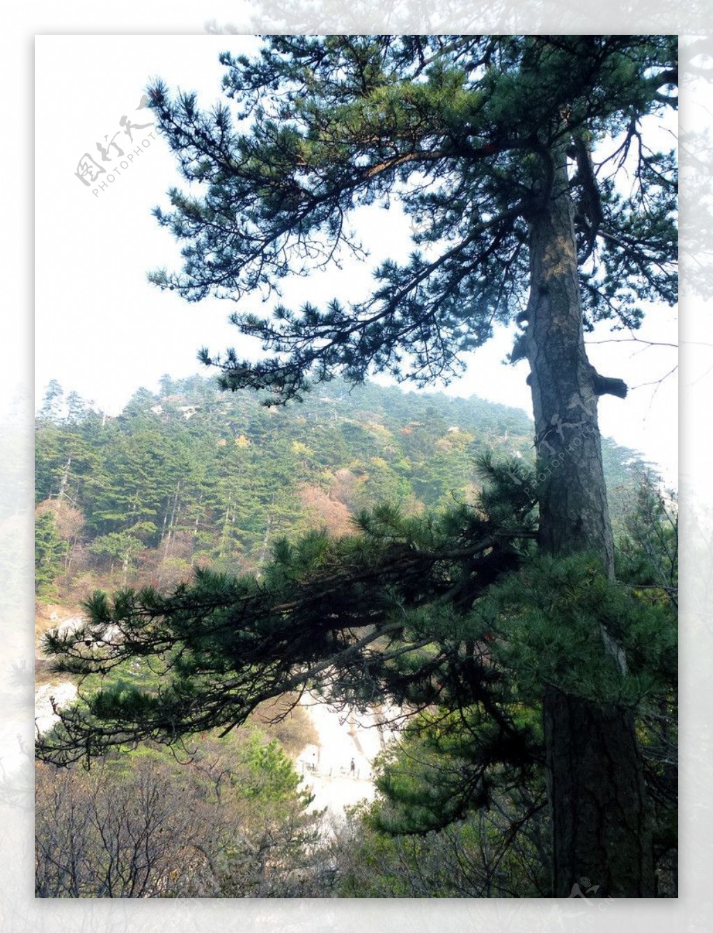 青松树图片