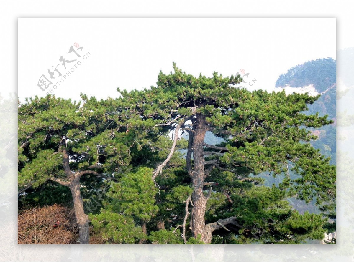 青松树图片
