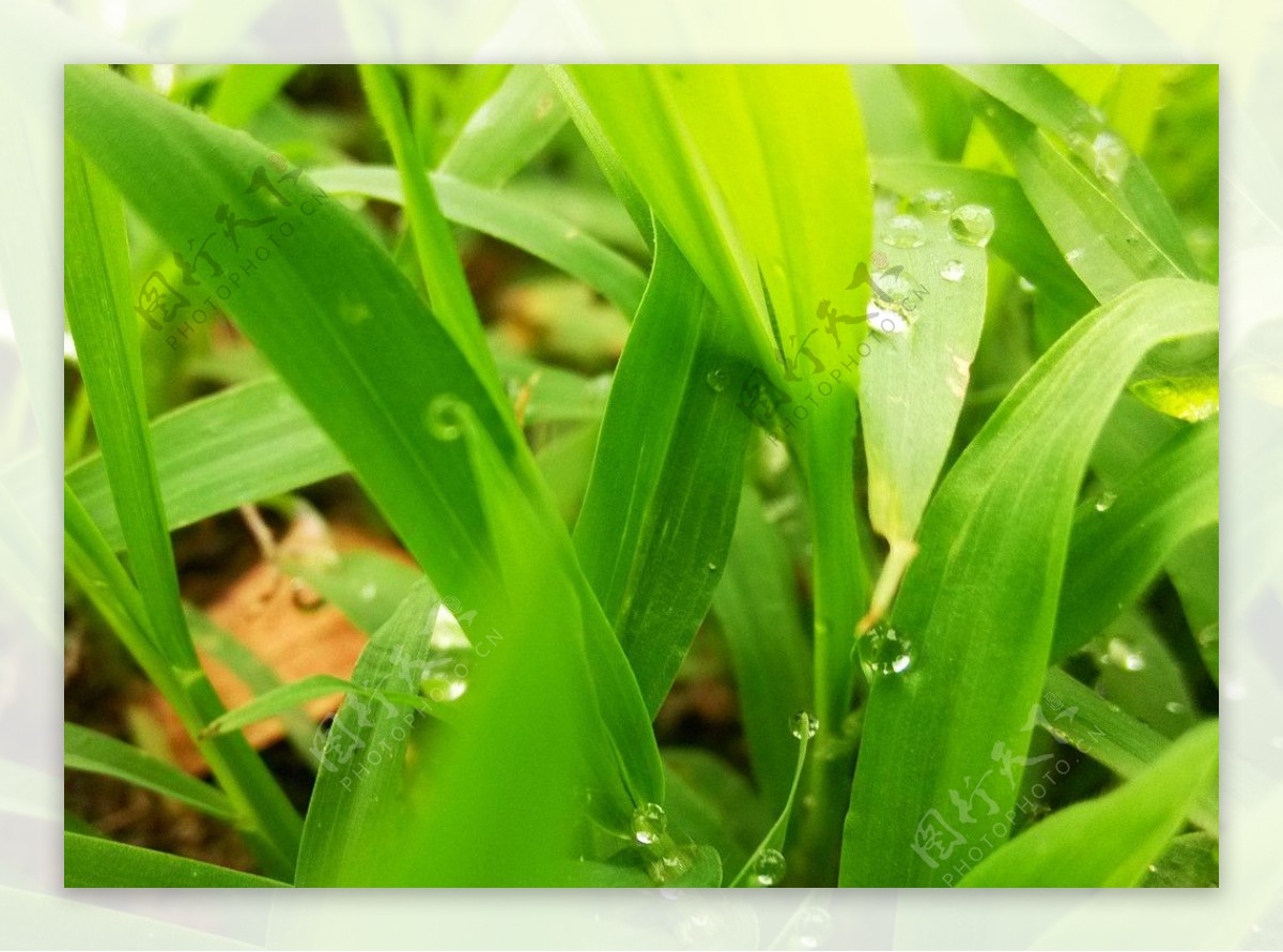 雨后的小草上的水珠图片