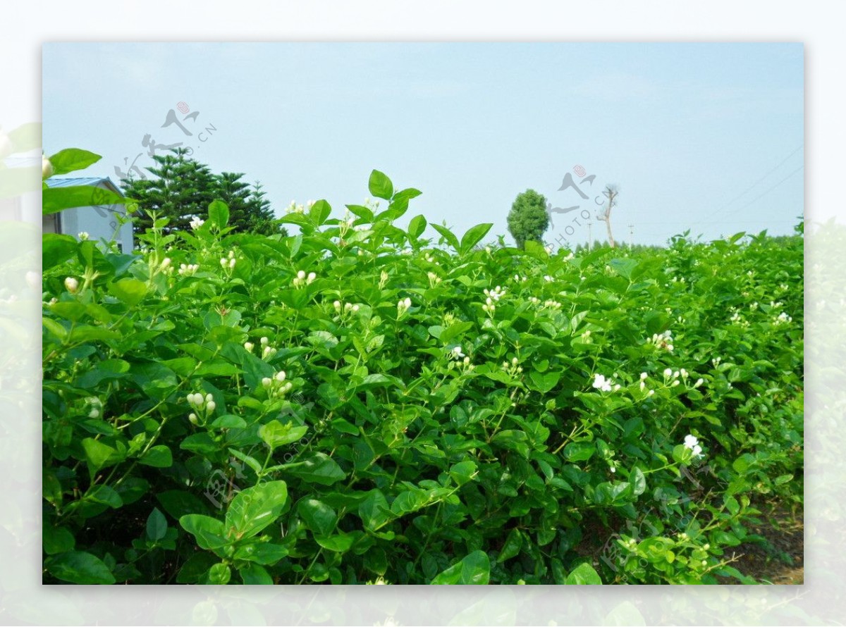 茉莉花茶园图片