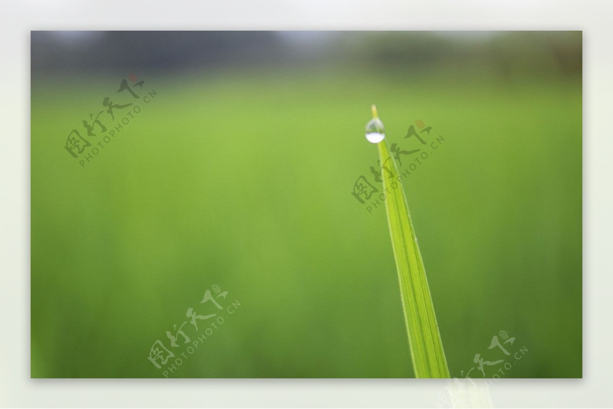 水稻叶图片