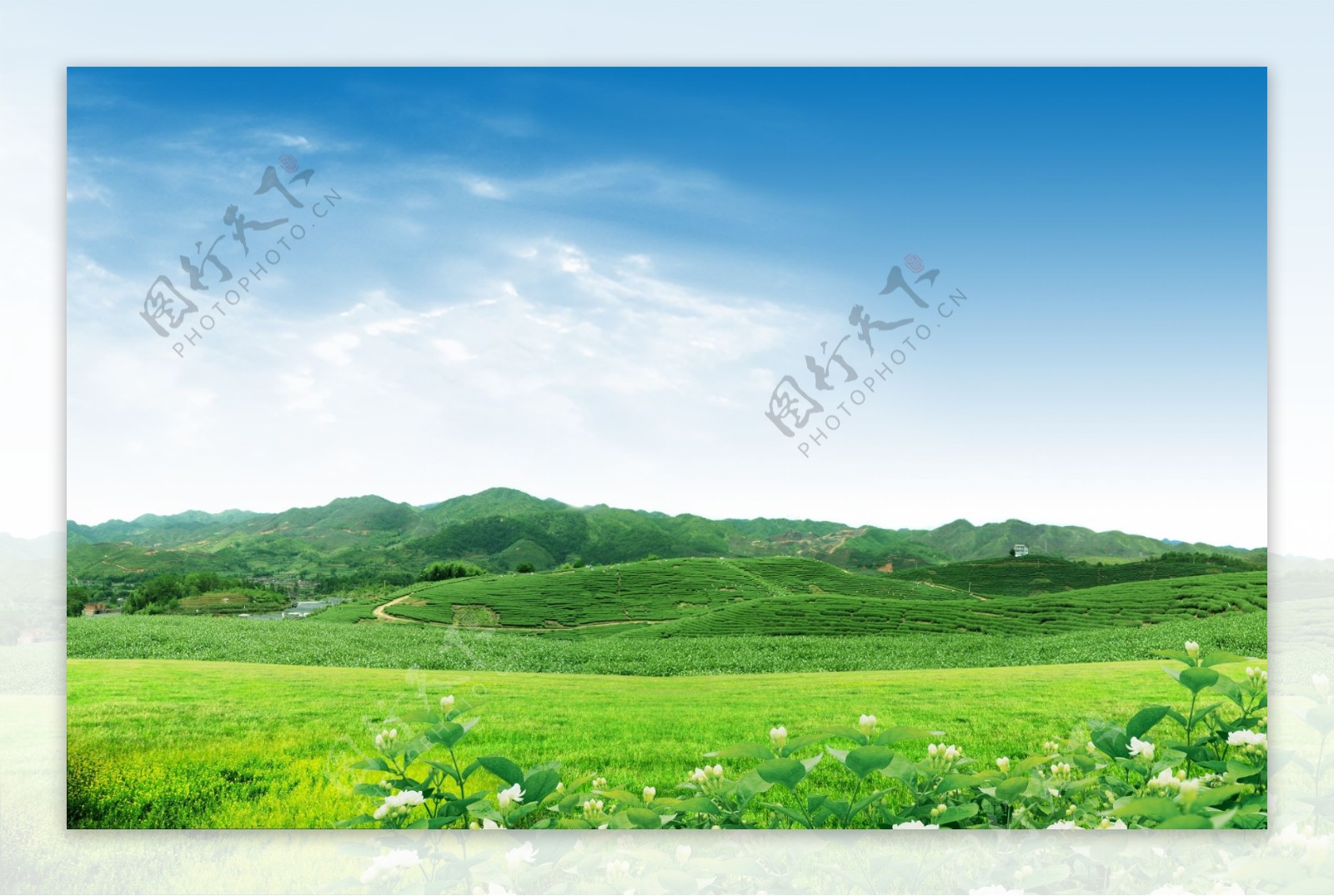 绿色山坡茶园美景图片