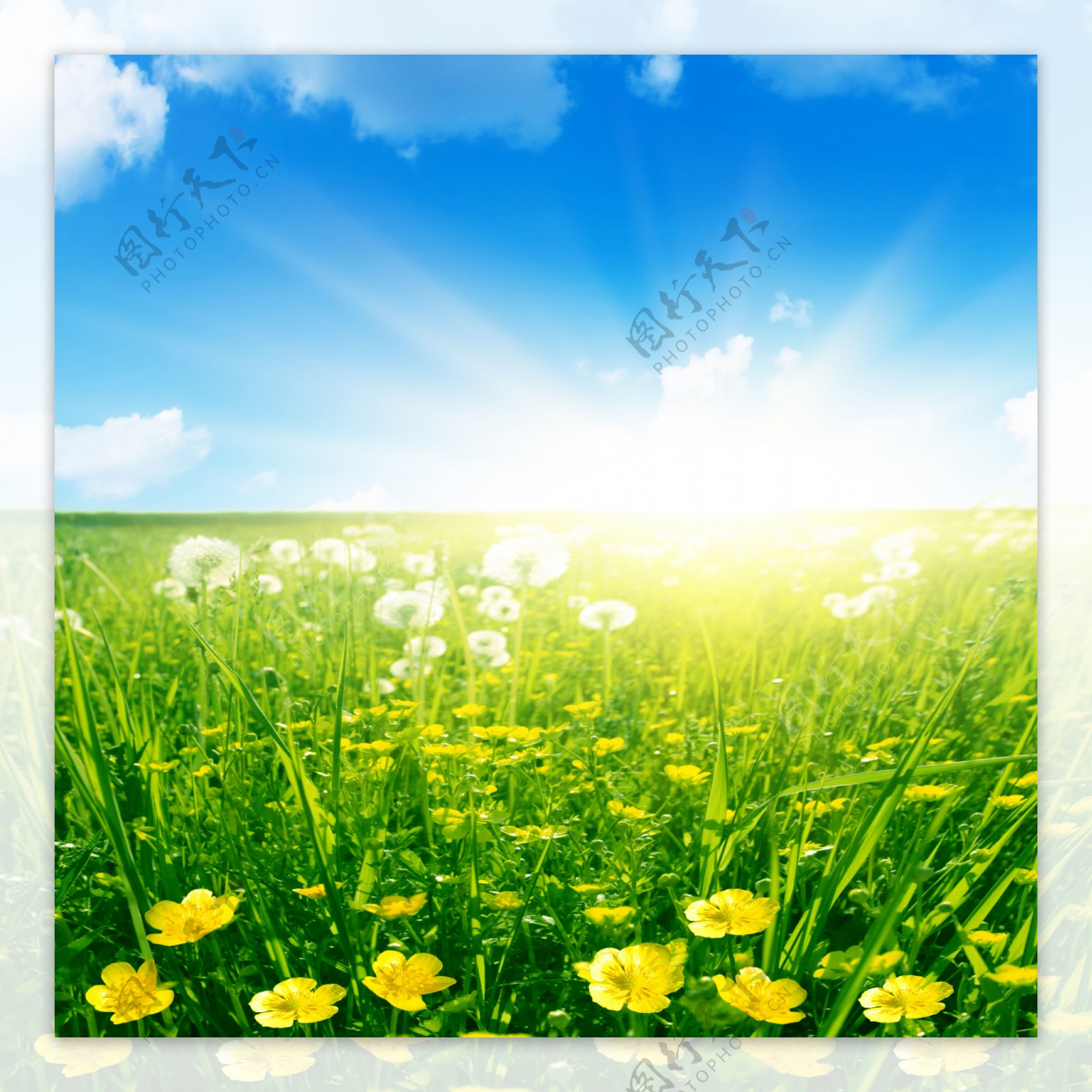 天空花卉植物背景图案图片
