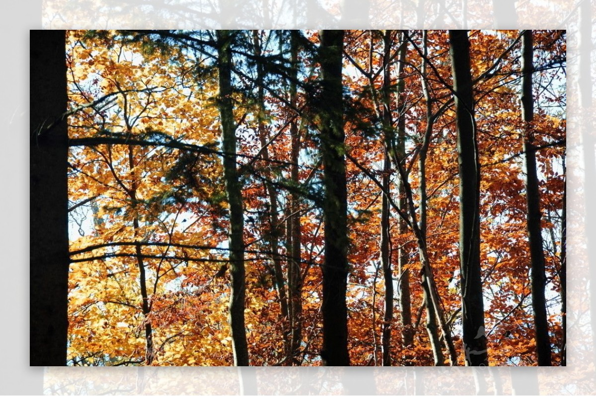 秋天树木景色图片